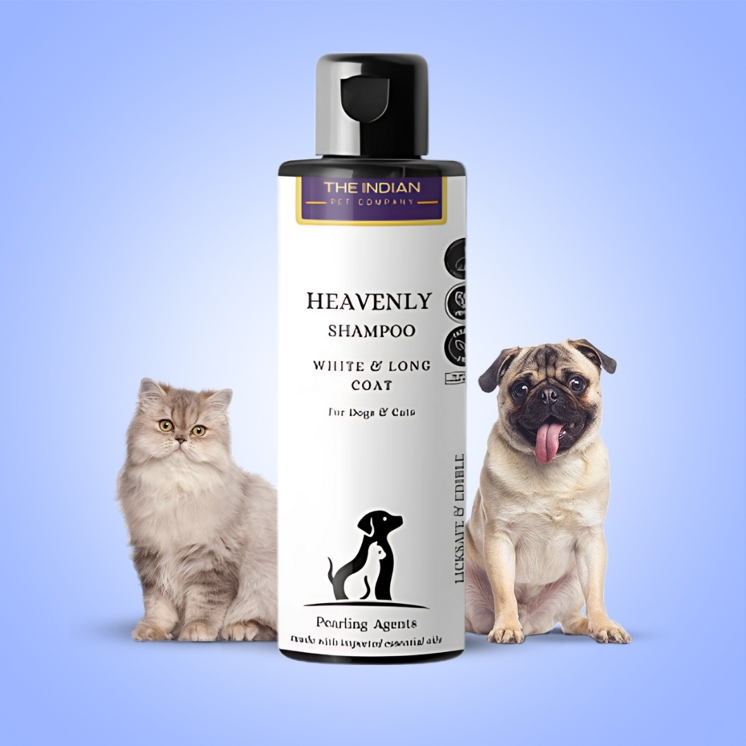 shampoo for white Pomeranian shampoo for white Pomeranian