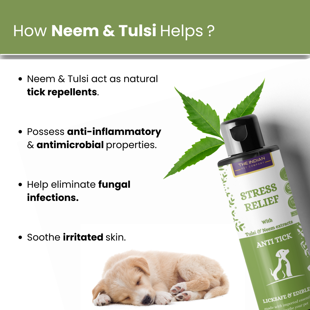dog scratching a lot home remedy, dog scratching a lot home remedy,