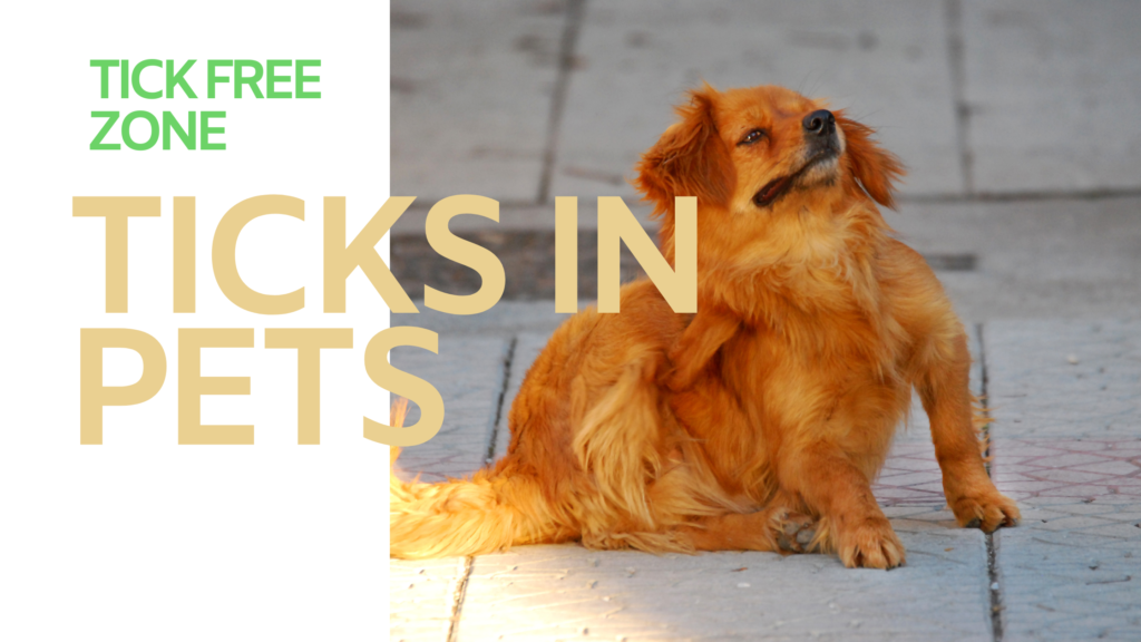 Ticks-and-Fleas-in-dogs-1