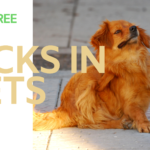 Ticks-and-Fleas-in-dogs-1