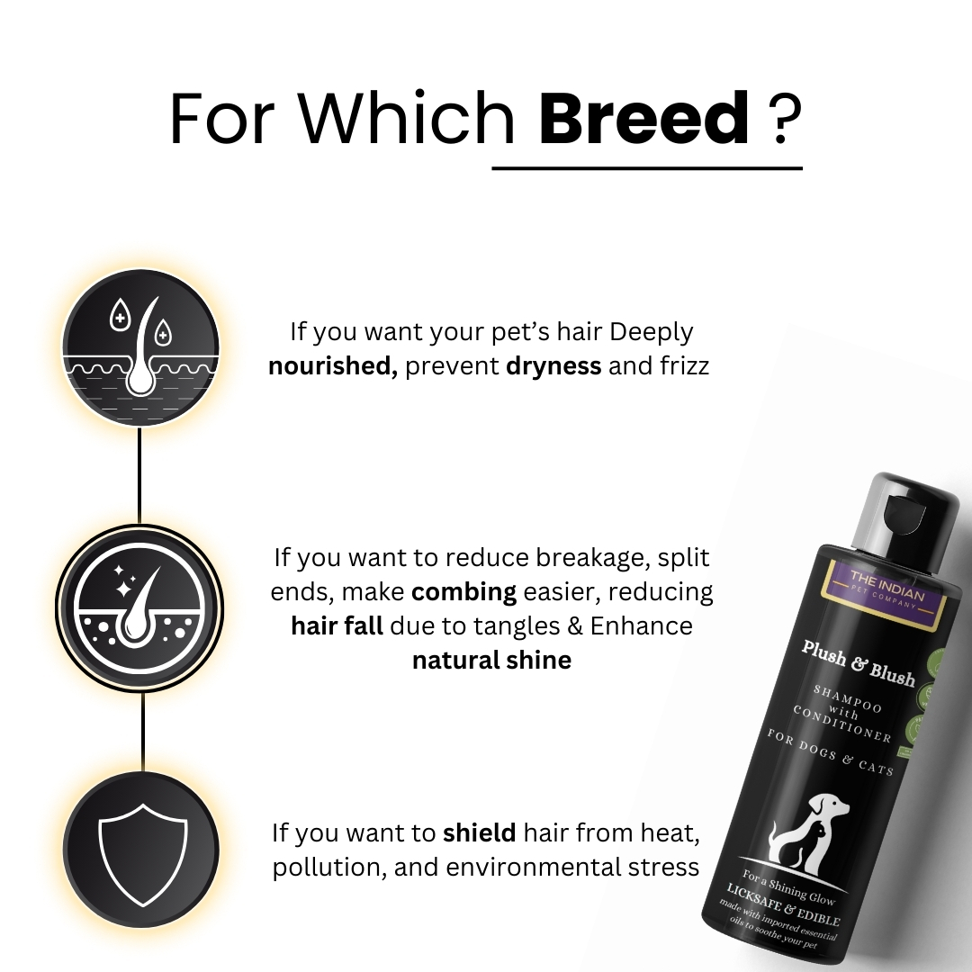 Detangle shampoo with conditioner for lhasa aphso Detangle shampoo with conditioner for lhasa aphso